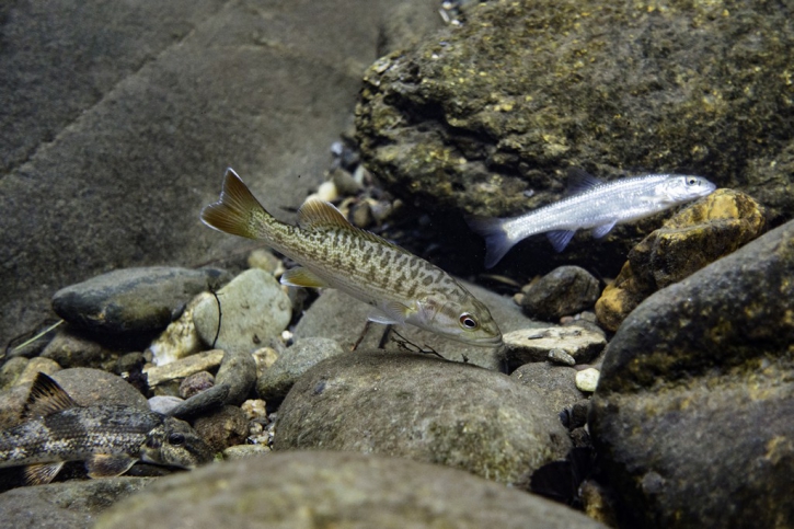 Micropterus coosae