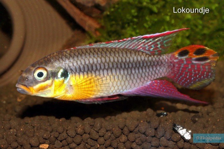 Pelvicachromis drachenfelsi