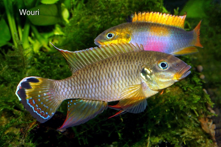 Pelvicachromis drachenfelsi