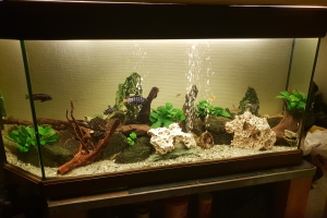 250 litres cichlidé Malawi