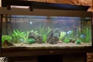 Bel Ombre style IWAGUMI