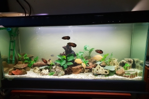 Cichlidé américain