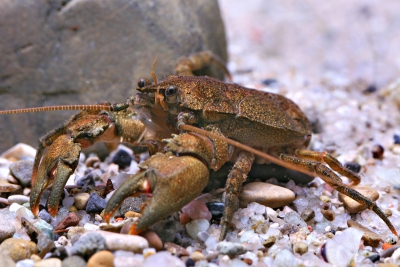 Aegla platensis Aeglidae