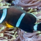 picture of Amphiprion chrysogaster