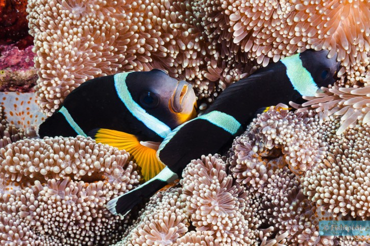 photographie - François Libert