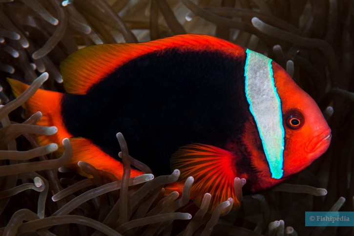 Amphiprion frenatus