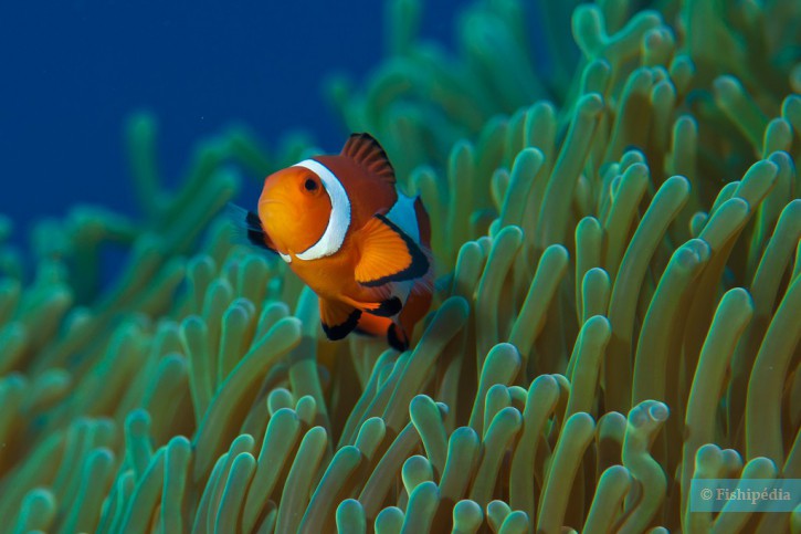 Amphiprion ocellaris - Clown anemonefish (Nemo)