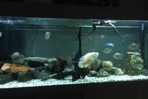 Cichlidés américains