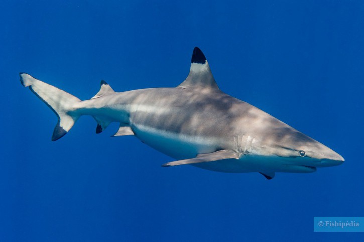 Carcharhinus melanopterus - blacktip reef shark