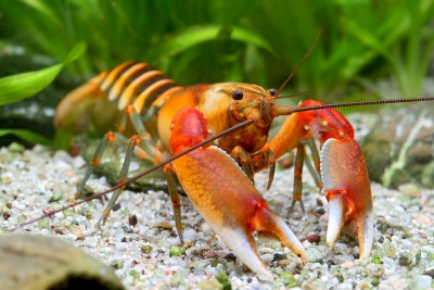 Cherax peknyi Kiunga Parastacidae
