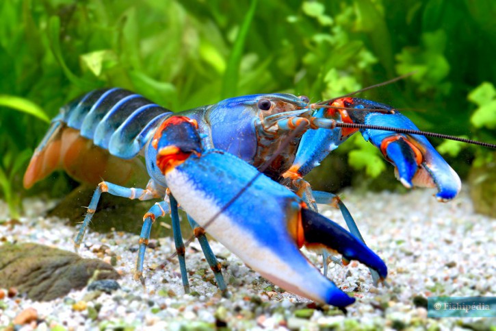 Cherax peknyi blue Kong