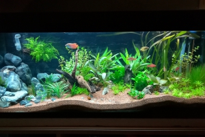 ASIATIQUE 120L - MISE EN EAU LE 08/09/2018