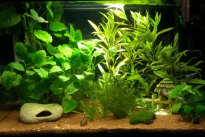 AMERIQUE CENTRALE 54l