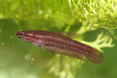 Betta coccina Osphronemidae