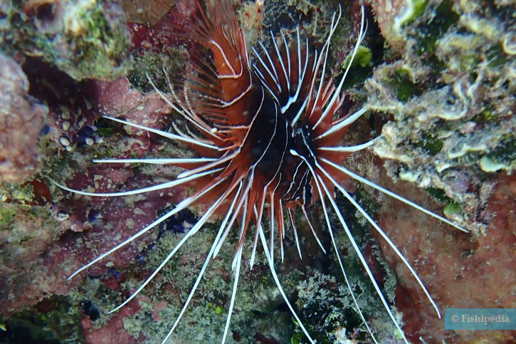 Pterois radiata