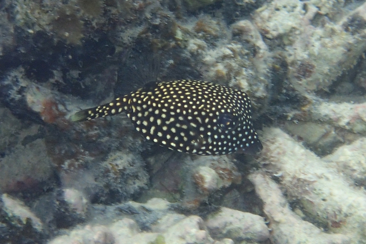 Ostracion meleagris - poisson coffre pintade
