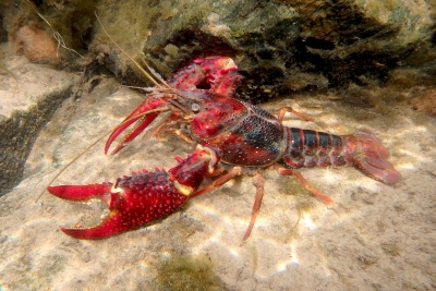 red swamp crayfish Cambaridae