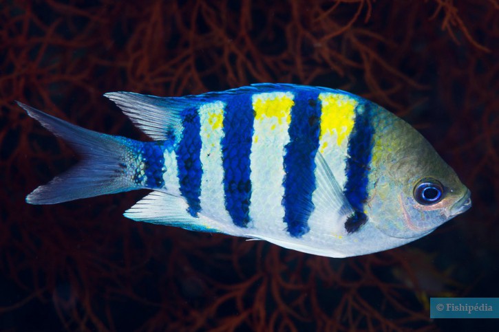 Poisson transparent : Plongée : Mer : Poissons : Animaux : Mabini : Luzon :  Philippines 