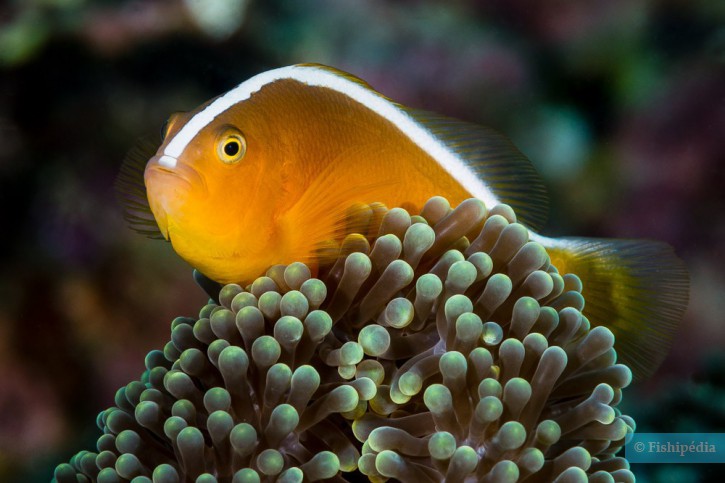 Amphiprion sandaracinos - orange anemonefish