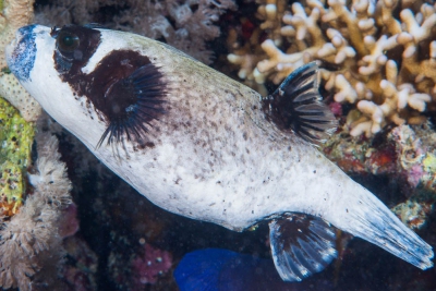 poisson ballon masqué Tetraodontidae