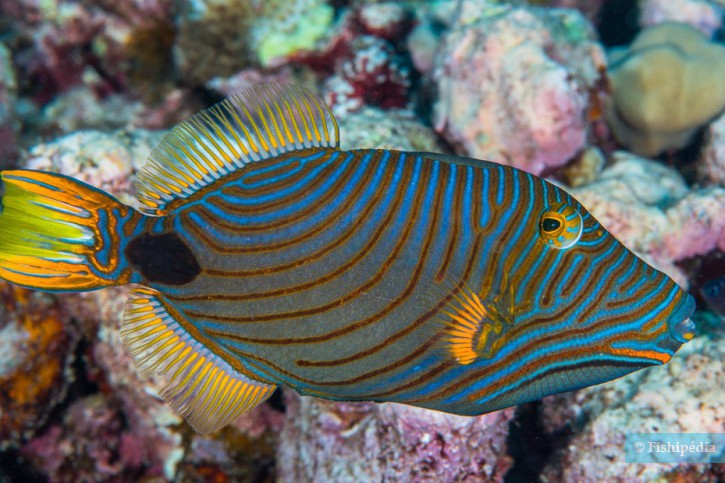 Espèce : Triggerfishes