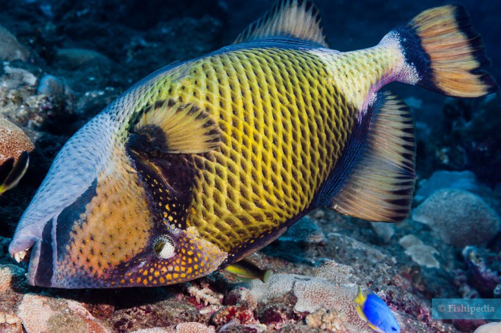 Balistoides viridescens - titan triggerfish