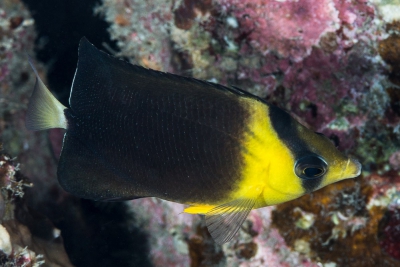 Chaetodon blackburnii Chaetodontidae