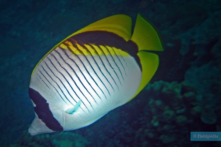 Chaetodon lineolatus