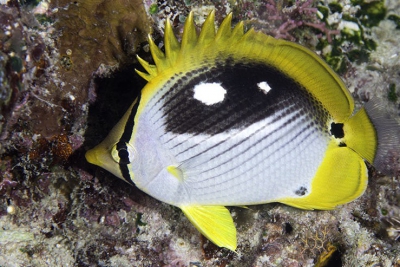 Chaetodon melannotus Chaetodontidae