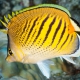 picture of Chaetodon pelewensis