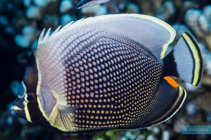 Chaetodon reticulatus