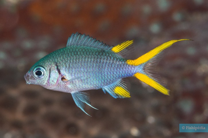 Chromis xanthura