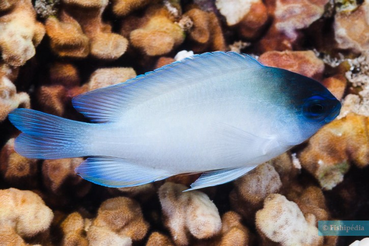 Chrysiptera glauca - demoiselle grise