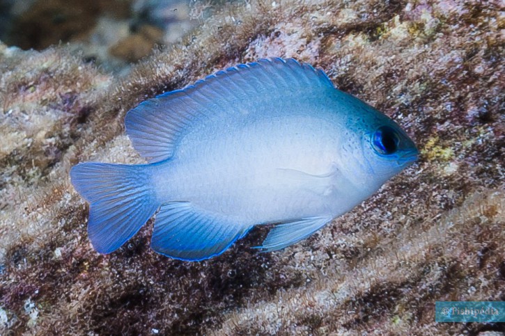Chrysiptera glauca - demoiselle grise