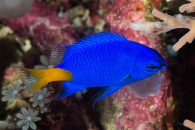 demoiselle à queue dorée Pomacentridae