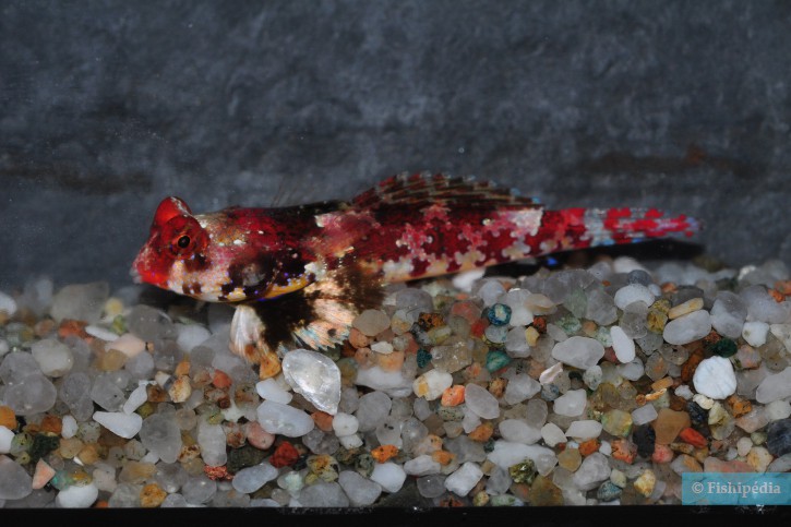 Synchiropus stellatus