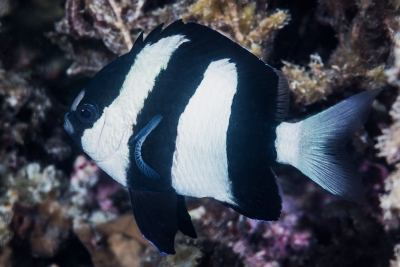 demoiselle à queue blanche Pomacentridae