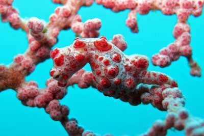 bargibant's seahorse Syngnathidae