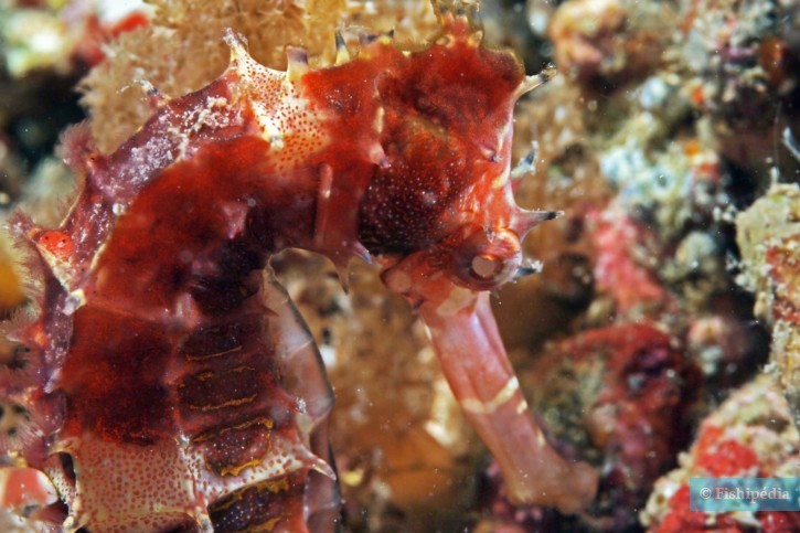 Hippocampus histrix - thorny seahorse