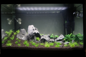 Aquascaping 70L