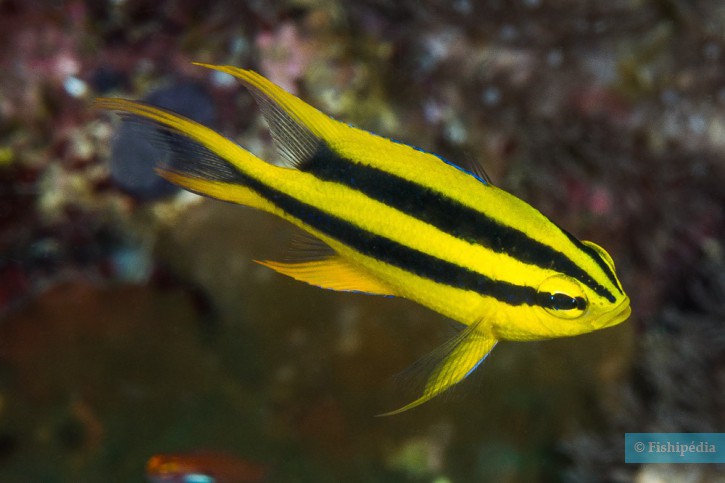 Neoglyphidodon nigroris - black and yellow damsel