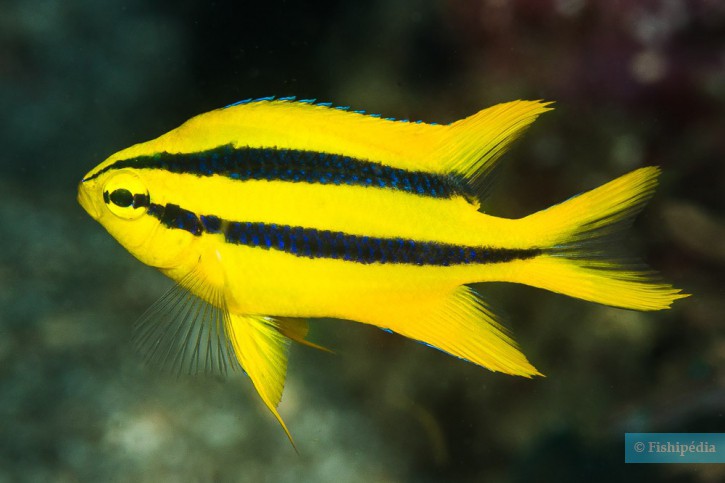 Neoglyphidodon nigroris - black and yellow damsel