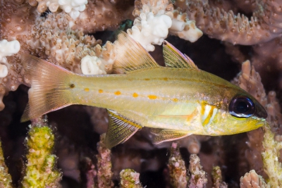 Ostorhinchus sealei Apogonidae
