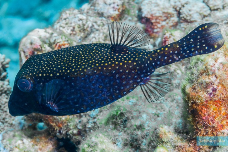 Ostracion meleagris - poisson coffre pintade