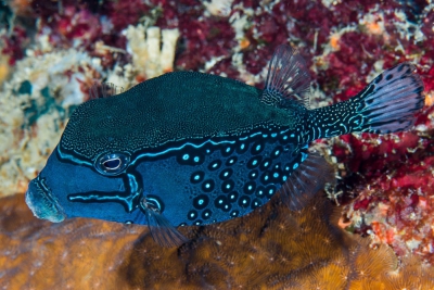 poisson-coffre réticulé Ostraciidae
