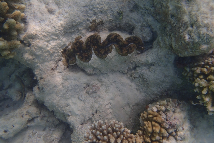 Tridacna maxima - elongate giant clam