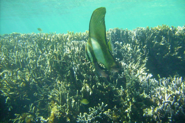 Platax orbicularis - orbicular batfish