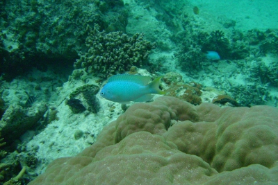 demoiselle corail Pomacentridae