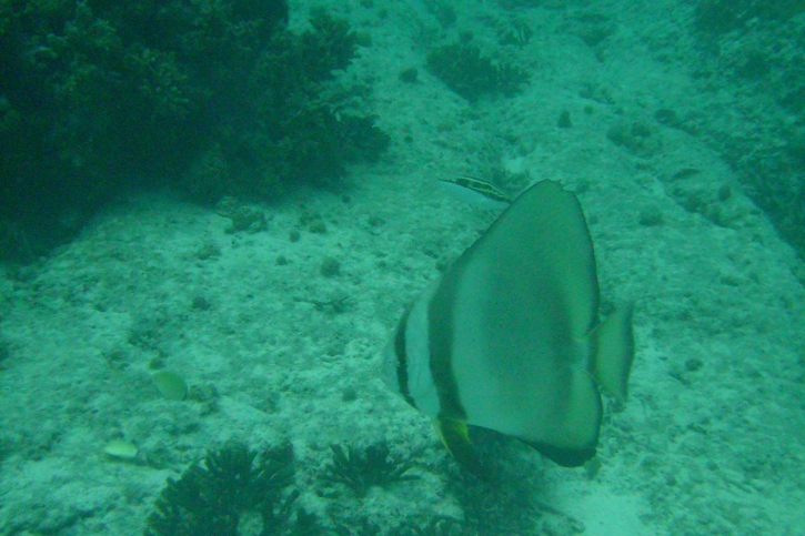 Platax orbicularis - orbicular batfish