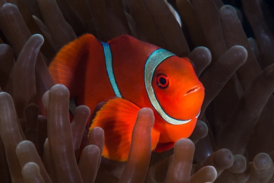 poisson-clown à joues épineuses Pomacentridae